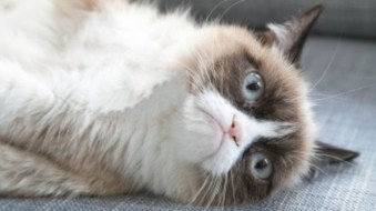 grumpy_cat_funny_pets